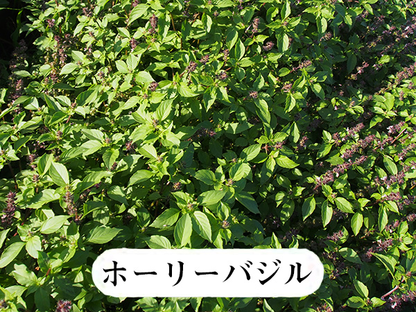 ホーリーバジル