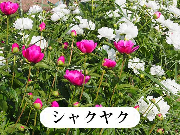 シャクヤク