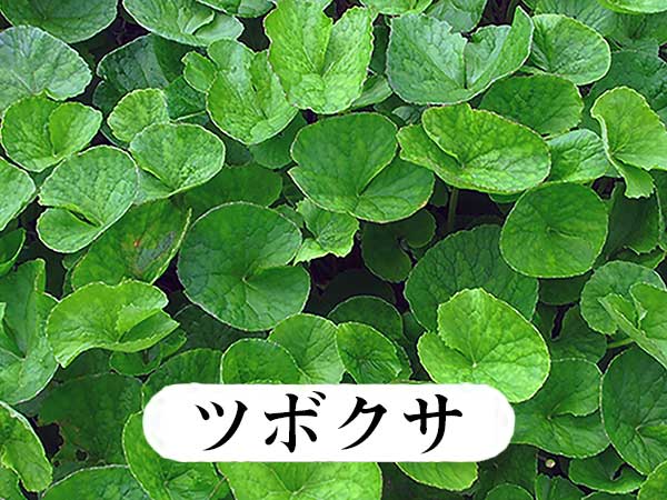 ツボクサ"
